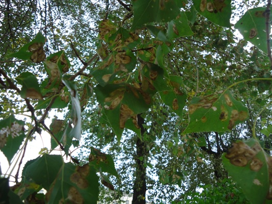 Тополя, осины (Populus spp.; Populus tremula L.). Вредитель: моль-пестрянка тополевая (Phyllonorycter populifoliella (Treitschke, 1833)). Повсеместно