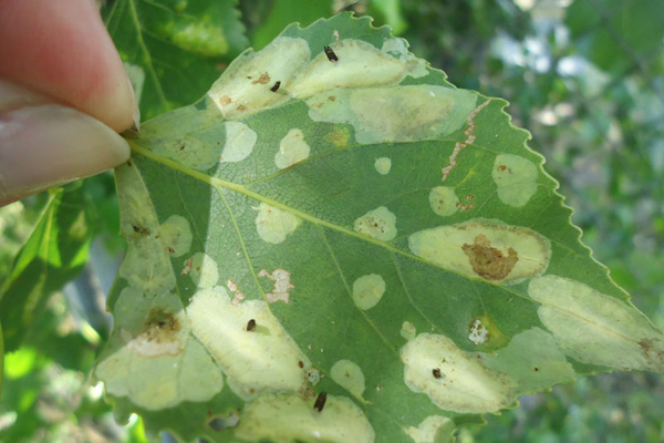 Выход куколок Phyllonorycter populifoliella через нижний эпидермис мины.