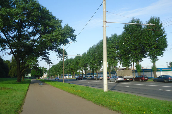 Линейная посадка тополей на улице Ваупшасова способствует распространению вредителя.