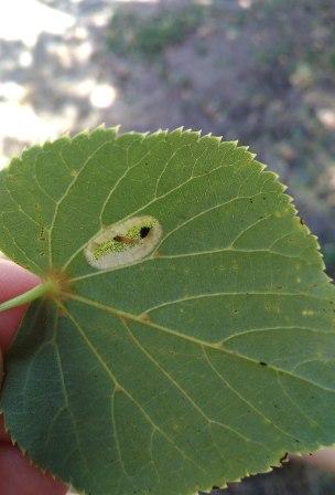 Личинка липовой моли-пестрянки   Phyllonorycter  issikii (Kumata, 1963).