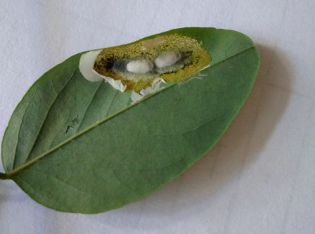 Вскрытая мина с 2 личинками в листе робинии ложноакациевой  (Robinia   pseudoacacia L.).