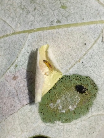 Личинка моли-пестрянки Phyllonorycter comparella (Duponchel, 1843).